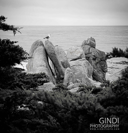 021 VGindiphoto