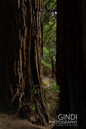 054 VGindiphoto