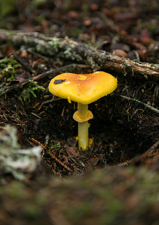 016